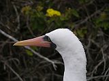 Galapagos 7-1-10 Genovesa Prince Philips Steps Nazca Masked Booby Close Up The Nazca masked booby has a long, stout neck and a strong, cone-shaped bill. Its plumage is mostly white, but its beak and surrounding skin are dark and brightly colour.
